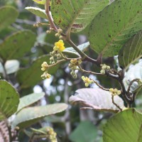 Schumacheria alnifolia Hook.f. & Thomson